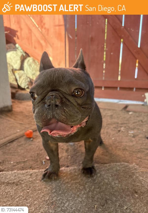Found/Stray Male Dog last seen Home Ave, San Diego, CA 92105