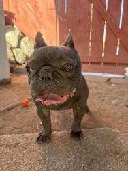 Found/Stray Male Dog last seen Home Ave, San Diego, CA 92105