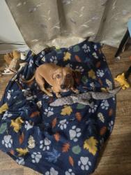 Lost Male Dog last seen Highway 155 and behind Pepsi, Tyler, TX 75708