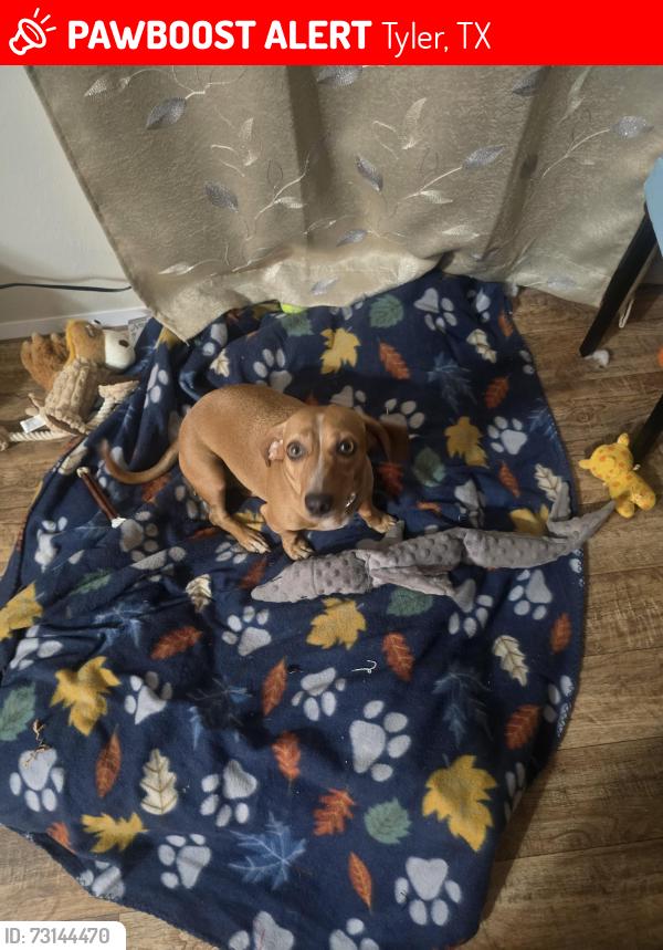 Lost Male Dog last seen Highway 155 and behind Pepsi, Tyler, TX 75708