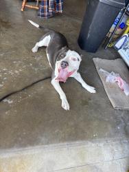 Found/Stray Female Dog last seen Acacia and baseline, Rialto, CA 92376