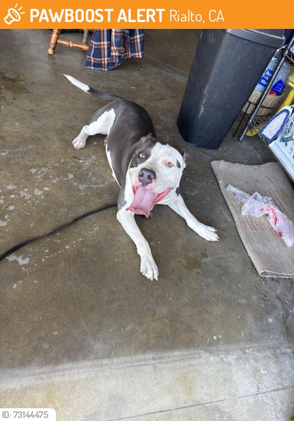 Found/Stray Female Dog last seen Acacia and baseline, Rialto, CA 92376