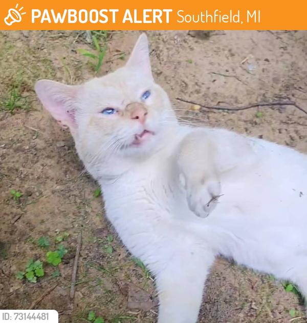 Found/Stray Male Cat last seen 8 Mile & Telegraph, Southfield, MI 48033