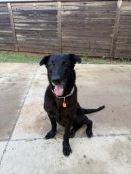 Found/Stray Female Dog last seen Coffee Creek & Midwest Blvd, Edmond, OK 73034