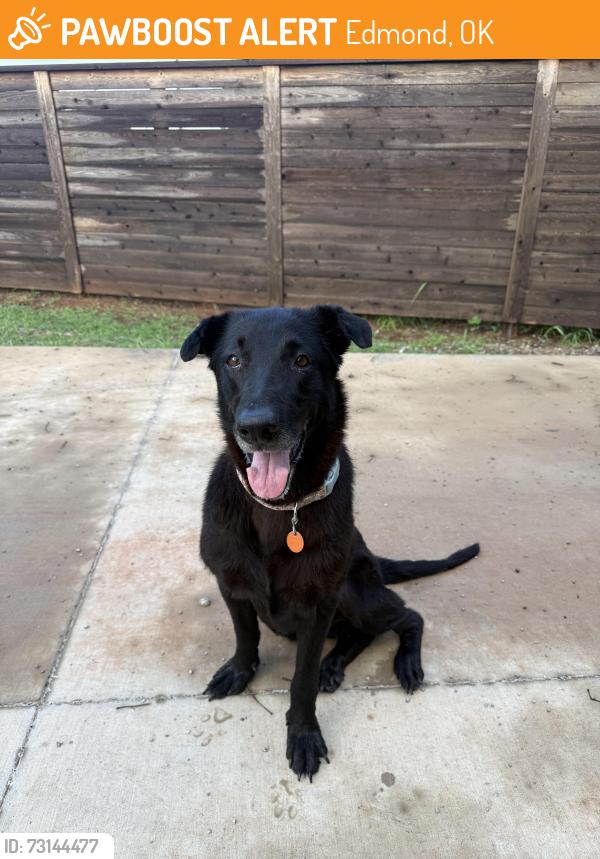 Found/Stray Female Dog last seen Coffee Creek & Midwest Blvd, Edmond, OK 73034