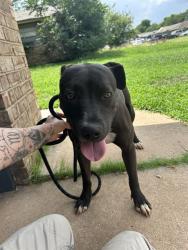 Shelter Stray Female Dog last seen Near BLOCK N BLACKWELDER AVE, OKLAHOMA CITY OK 73120, 2811 SE 29th St, Oklahoma City, OK 73129, USA