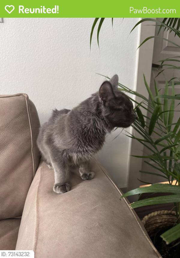 Reunited Unknown Cat last seen Olympic and Grand, Los Angeles, CA 90015