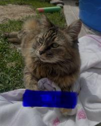 Lost Female Cat last seen sundial crt west, Lethbridge, AB T1J 5E5