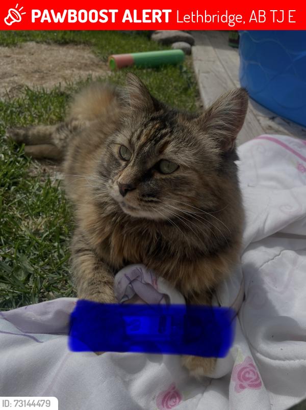 Lost Female Cat last seen sundial crt west, Lethbridge, AB T1J 5E5