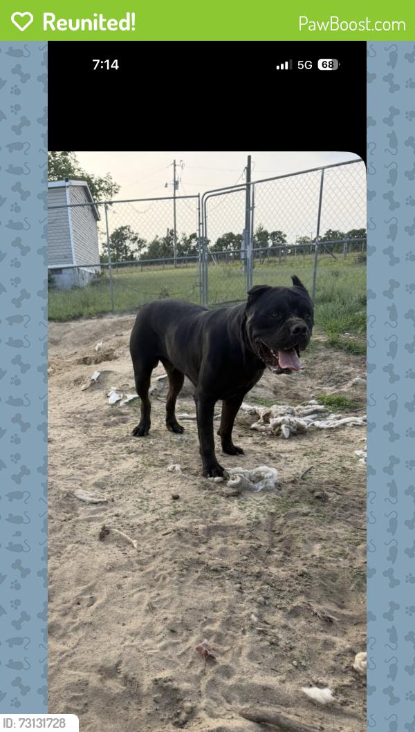 Reunited Male Dog last seen Hephzibah-McBean rd and old waynesboro rd, Old Waynesboro Rd, GA 30815