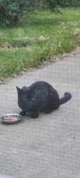 Found/Stray Unknown Cat last seen Biddle way and saw mill, Mount Laurel Township, NJ 08054