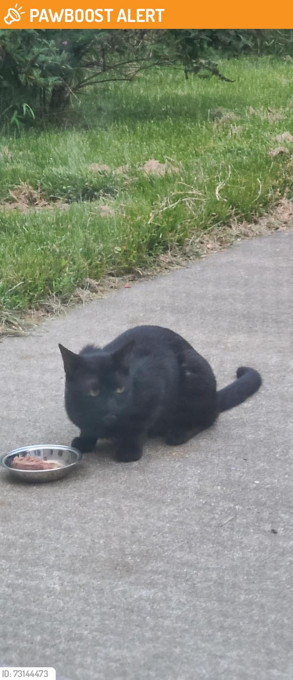 Found/Stray Unknown Cat last seen Biddle way and saw mill, Mount Laurel Township, NJ 08054