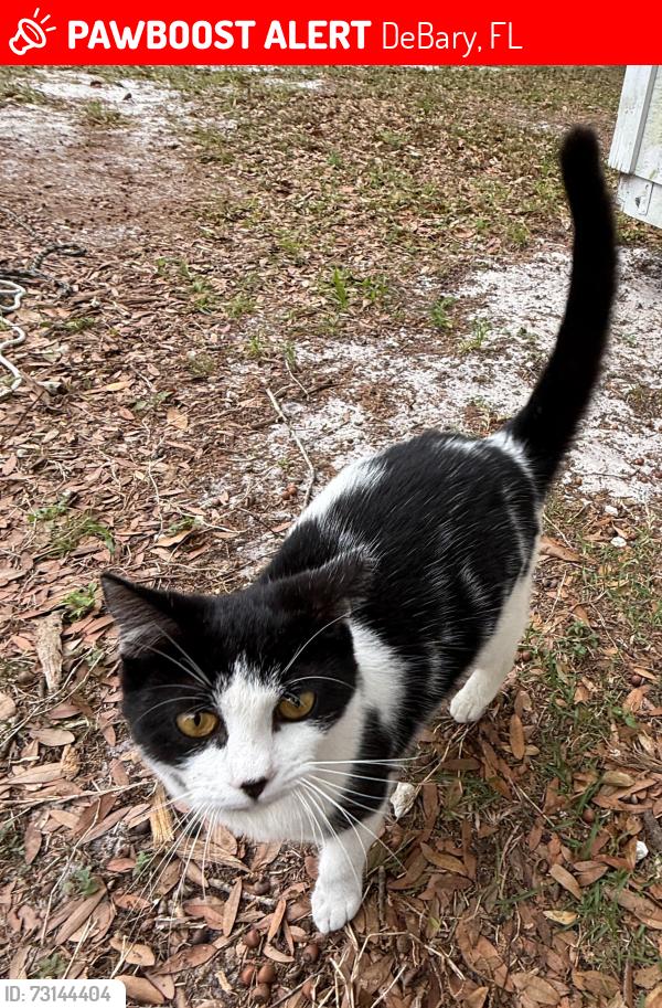 Lost Female Cat last seen Near Lake Dr & Shell, DeBary, FL 32713