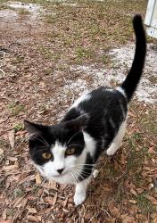 Lost Female Cat last seen Near Lake Dr & Shell, DeBary, FL 32713