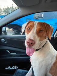 Reunited Male Dog last seen Near Eastern Branch Road, Raleigh, NC 27610, USA, Raleigh, NC 27610