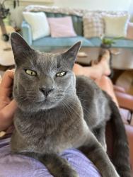 Lost Male Cat last seen Pleasant Acres Ln, Aromas, CA 95004