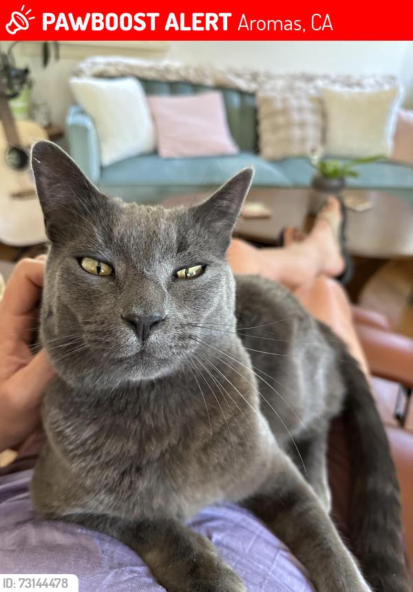 Lost Male Cat last seen Pleasant Acres Ln, Aromas, CA 95004