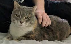 Reunited Female Cat last seen Near Spectrum 1, San Antonio, TX 78230, San Antonio, TX 78230