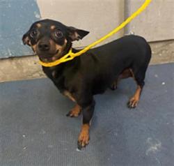 Shelter Stray Female Dog last seen , 600 Aviation Dr, Camarillo, CA 93010, USA