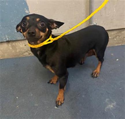 Shelter Stray Female Dog last seen , 600 Aviation Dr, Camarillo, CA 93010, USA