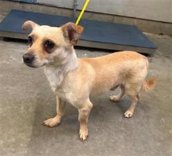 Shelter Stray Male Dog last seen , 600 Aviation Dr, Camarillo, CA 93010, USA