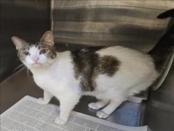 Shelter Stray Female Cat last seen , 3201 Lacy St, Los Angeles, CA 90031, USA