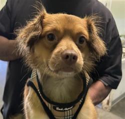 Shelter Stray Male Dog last seen , 3201 Lacy St, Los Angeles, CA 90031, USA