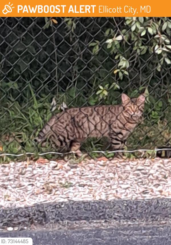 Found/Stray Unknown Cat last seen Public storage, Ellicott City, MD 21042