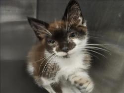 Shelter Stray Female Cat last seen , 3201 Lacy St, Los Angeles, CA 90031, USA