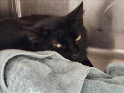 Shelter Stray Female Cat last seen , 3201 Lacy St, Los Angeles, CA 90031, USA