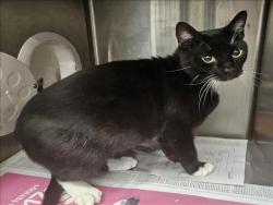 Shelter Stray Male Cat last seen , 3201 Lacy St, Los Angeles, CA 90031, USA