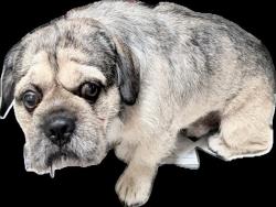 Shelter Stray Male Dog last seen , 3201 Lacy St, Los Angeles, CA 90031, USA