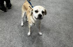 Shelter Stray Male Dog last seen , 3201 Lacy St, Los Angeles, CA 90031, USA