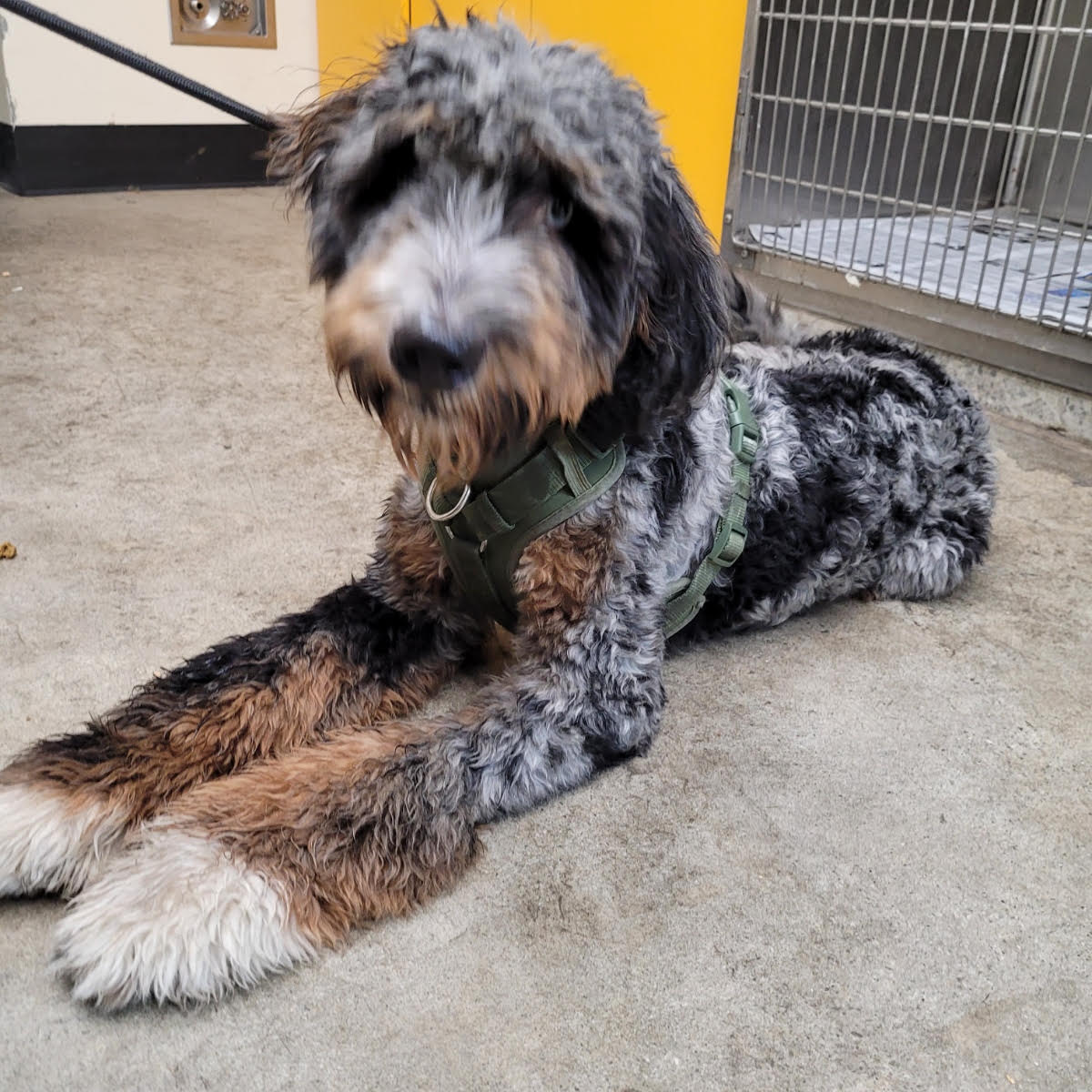 Shelter Stray Unknown Dog last seen , 3201 Lacy St, Los Angeles, CA 90031, USA
