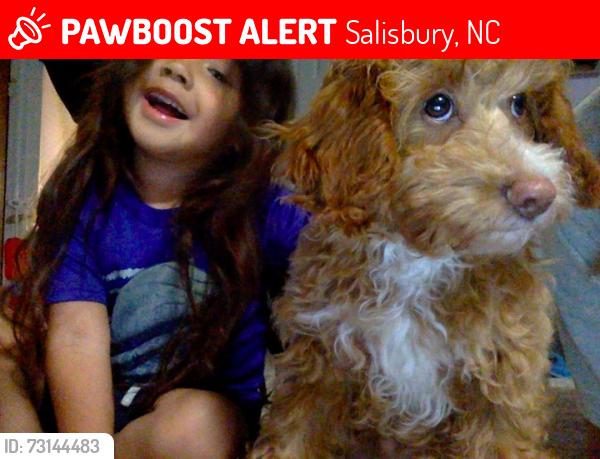 Lost Male Dog last seen J brown rd, Salisbury, nc, Salisbury, NC 28146