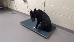Shelter Stray Female Dog last seen Near BLOCK COLFAX AVE LAKEWOOD CO 80214, 1241 W Bayaud Ave, Denver, CO 80223, USA