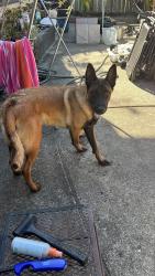 Found/Stray Male Dog last seen Fruitvale x Hyde st, Oakland, CA 94601