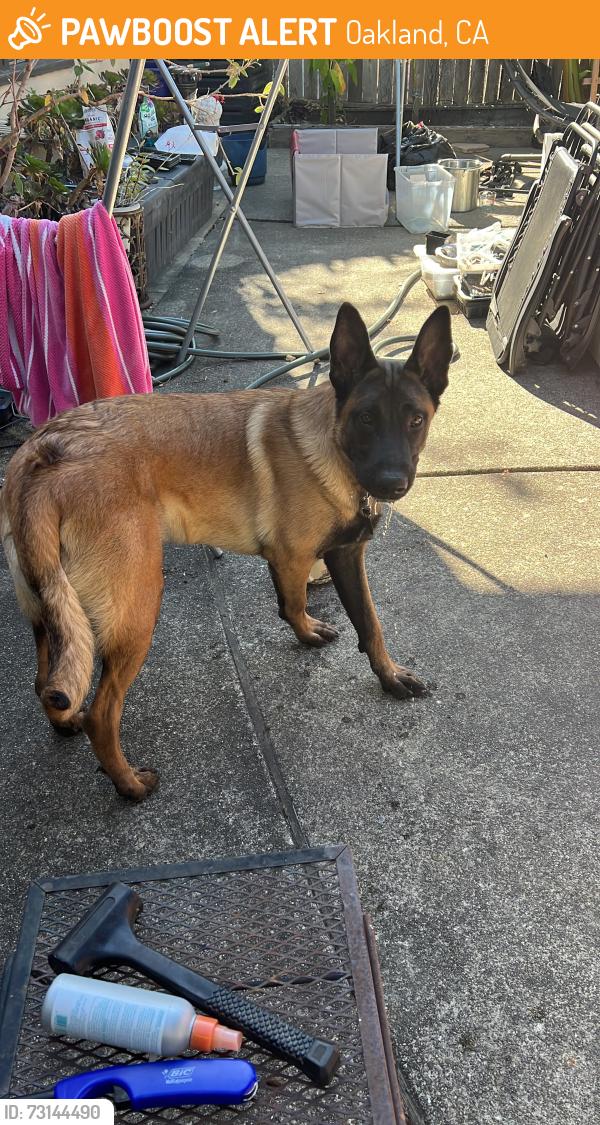 Found/Stray Male Dog last seen Fruitvale x Hyde st, Oakland, CA 94601