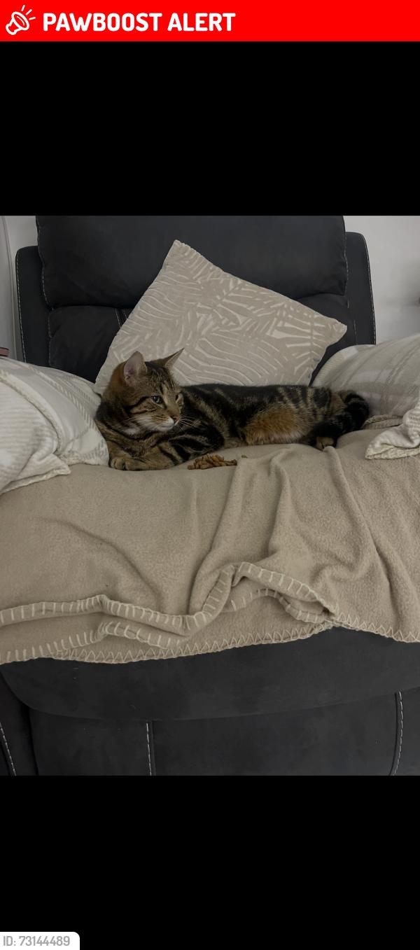 Lost Male Cat last seen Glen road, Belfast, Northern Ireland BT11 8LG
