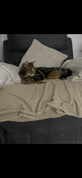 Lost Male Cat last seen Glen road, Belfast, Northern Ireland BT11 8LG