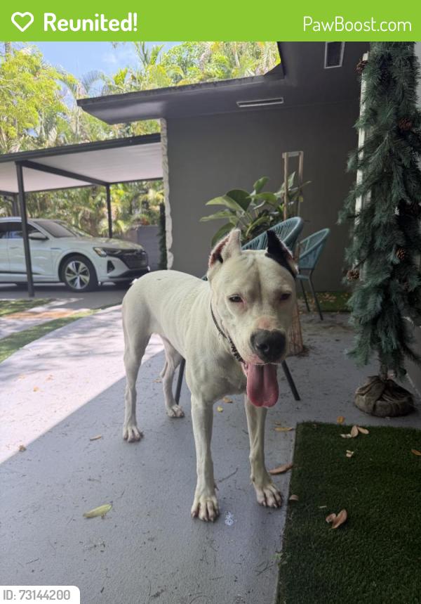 Reunited Female Dog last seen Biscayne Park, FL 33161, USA, Biscayne Park, FL 33161