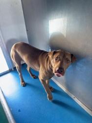 Shelter Stray Male Dog last seen Near BLK L ST , BAKERSFIELD CA, 201 S Mt Vernon Ave, Bakersfield, CA 93307, USA