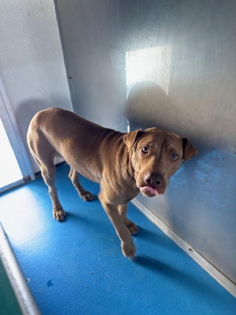Shelter Stray Male Dog last seen Near BLK L ST , BAKERSFIELD CA, 201 S Mt Vernon Ave, Bakersfield, CA 93307, USA
