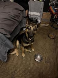 Found/Stray Female Dog last seen Ave r-8 and garnet ave, Palmdale, CA 93550