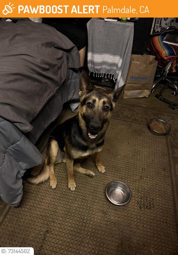 Found/Stray Female Dog last seen Ave r-8 and garnet ave, Palmdale, CA 93550
