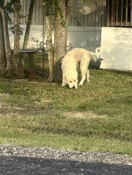 Found/Stray Male Dog last seen Ivie Lane Community, College Station, TX 77845