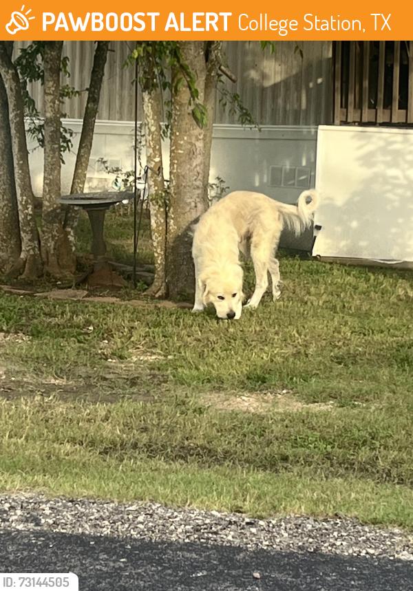 Found/Stray Male Dog last seen Ivie Lane Community, College Station, TX 77845