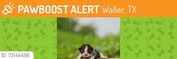 Found/Stray Unknown Cat last seen Near Berry Crest Lane, Waller TC, Waller, TX 77484