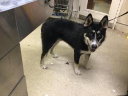 Shelter Stray Male Dog last seen Near BLOCK PEGASUS DR, RIVERSIDE, CA, 6851 Van Buren Boulevard, Jurupa Valley, CA 92509, USA
