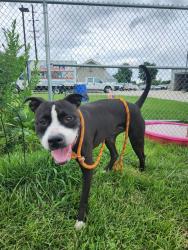Shelter Stray Female Dog last seen Near BLOCK FERN VALLEY ROAD, 3528 Newburg Rd, Louisville, KY 40218, USA